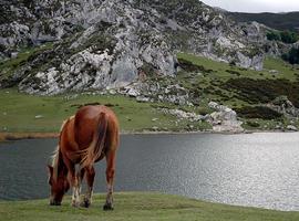 Acuerdo entre administraciones para activar el Plan de Transporte a Lagos de Covadonga 