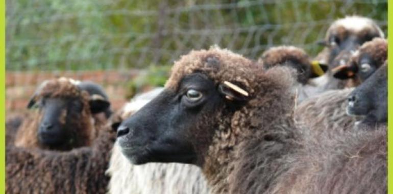 Xornaes del Corderu Xaldu en Sidreríes Tierra Astur y Crivencar 