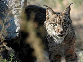 Portugal premia al director de Life Lince por su trabajo para recuperar esta especie 