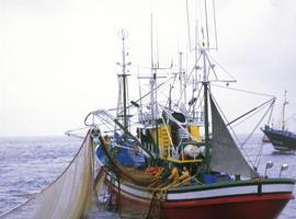 La biomasa de anchoa en el Golfo de Bizkaia ronda las 70.000 toneladas 