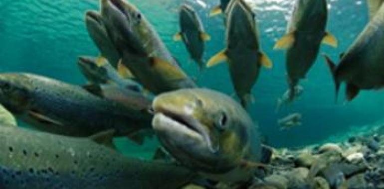 La temporada de pesca de salmones en Navarra se saldó con 48 capturas