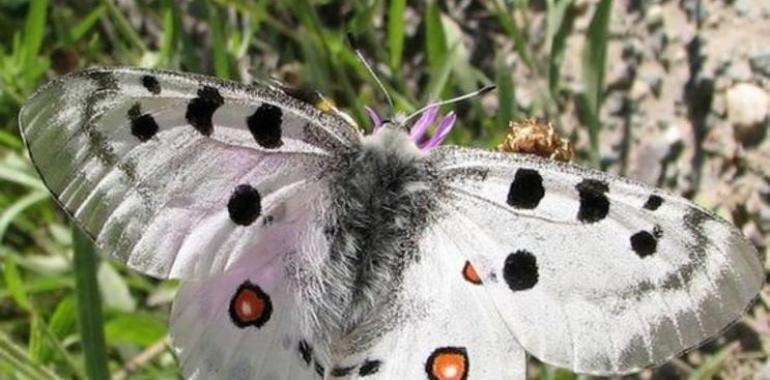 Agentes Forestales encuentran una nueva especie de mariposa amenazada