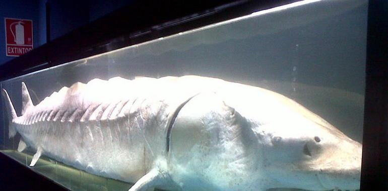 El Acuario expone el 