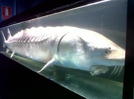 El Acuario expone el 'esturión de San Lorenzo', de 2'5 metros de largo