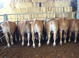El PP pide un plan urgente para garantizar la supervivencia de las ganaderías de leche y carne