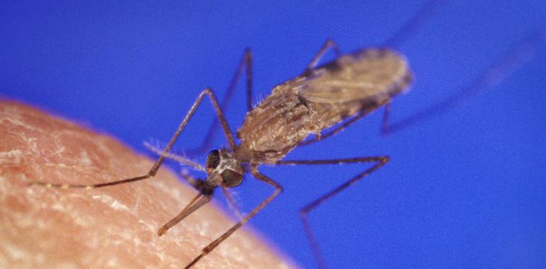 El Carlos III describe el primer caso del mundo de enfermedad tropical transmitida por mosca