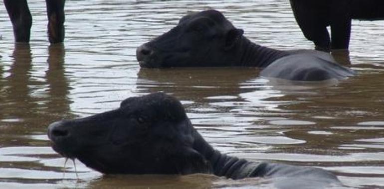 Exitosa primera Experiencia a Nivel Mundial con semen sexado de Búfalo de Agua