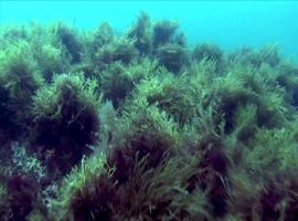 Evidentes alteraciones en la flora marina de la costa vasca debidas al cambio climático 
