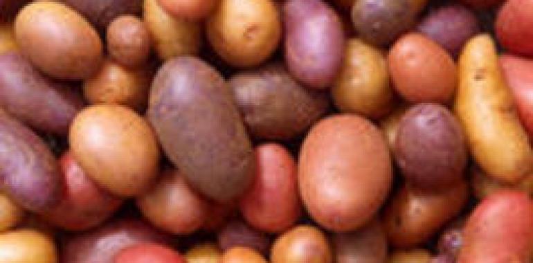 Neiker-Tecnalia busca patatas resistentes al cambio climático