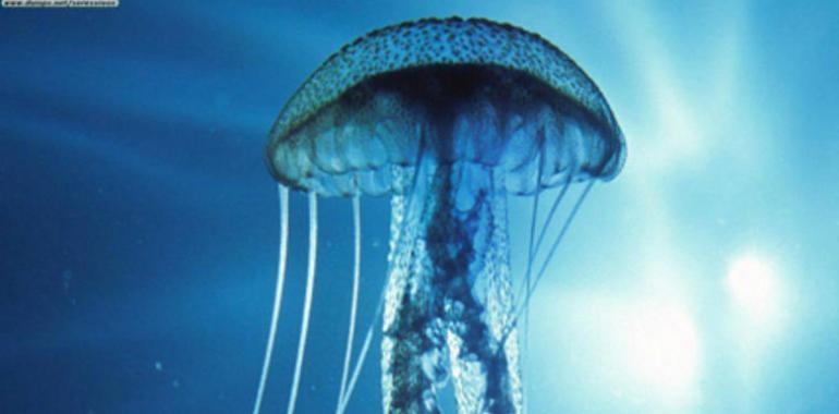 CEPESMA detecta importante presencia de medusas en Asturias