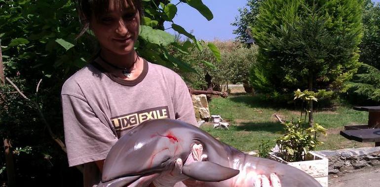 Aparecen muertos tres delfines, dos de ellos hembras gestantes