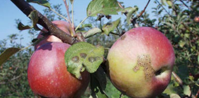 Identifican 22 variedades de manzano autóctono de Navarra resistentes a enfermedades
