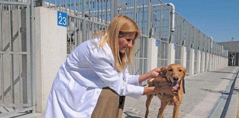 Los madrileños adoptaron 618 perros durante el primer semestre