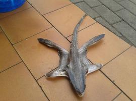 Un extraño pez 'caminante' localizado en Caravia podría ser una nueva especie