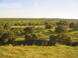 Un proyecto europeo reforestará León y otras cuatro provincias