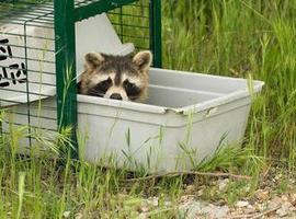 Mapache: la "mascota diabólica"