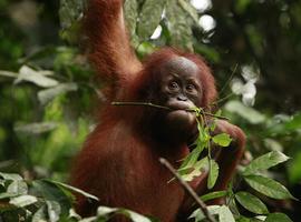 Greenpeace 'despliega' su protesta contra la deforestación de Indonesia en Pcadilly