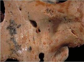 El 'Homo antecessor' se comía a niños de otros grupos para prevenir invasiones