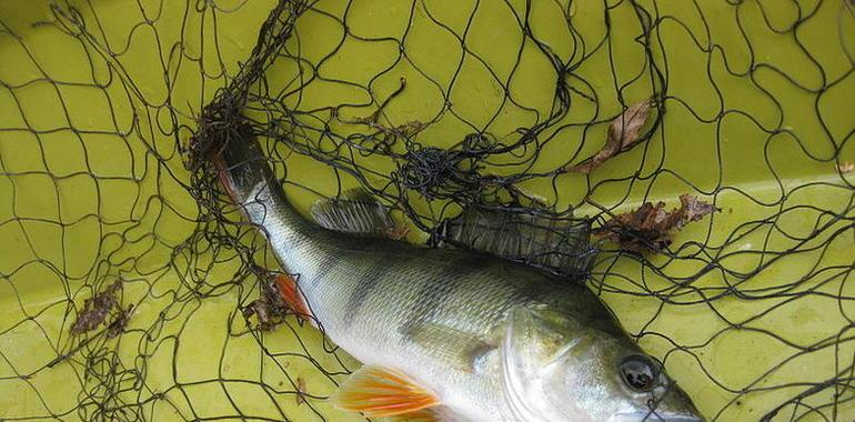 Más de un millón de peces capturados en aguas europeas son descartados 