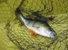 Más de un millón de peces capturados en aguas europeas son descartados 