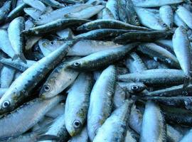 ¿Varían las propiedades nutricionales de los pescados al cocinarlos? 