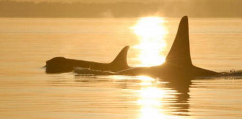 Las orcas hembra comparten el misterio de la menopausia con los humanos