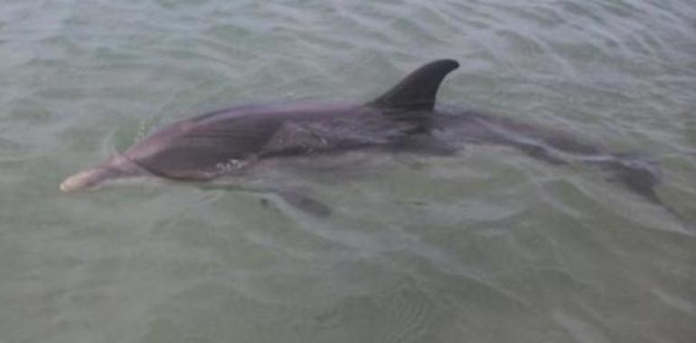 “Marcos”, la cria de delfin varada en Almeria y Promar