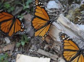 Se presentó a nivel mundial el documental "El vuelo de las Monarca"