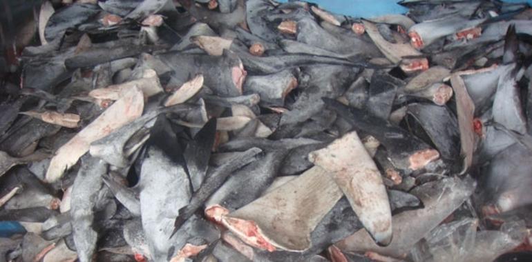 Naciones Unidas se suman al llamamiento mundial para eliminar el finning de tiburones
