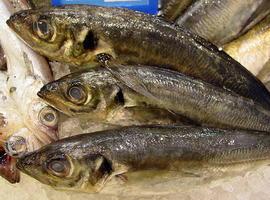  Reabre la pesquería del chicharru en les mares del Cantábricu