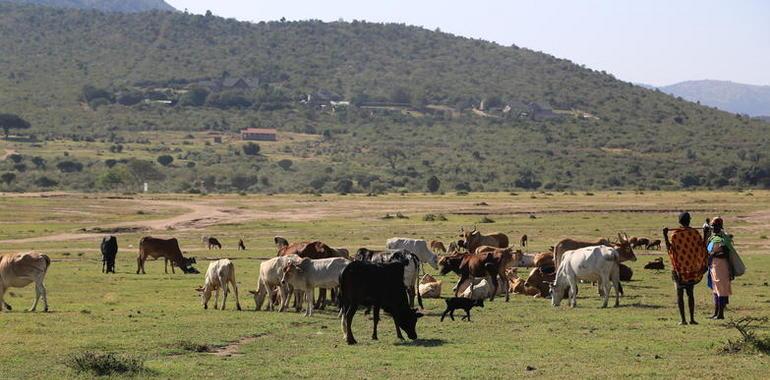 Los masáis y su papel clave en el control de las enfermedades animales 