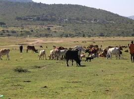 Los masáis y su papel clave en el control de las enfermedades animales 