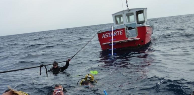 Liberan por primera vez en Murcia un ejemplar de tortuga verde tras ser curada 