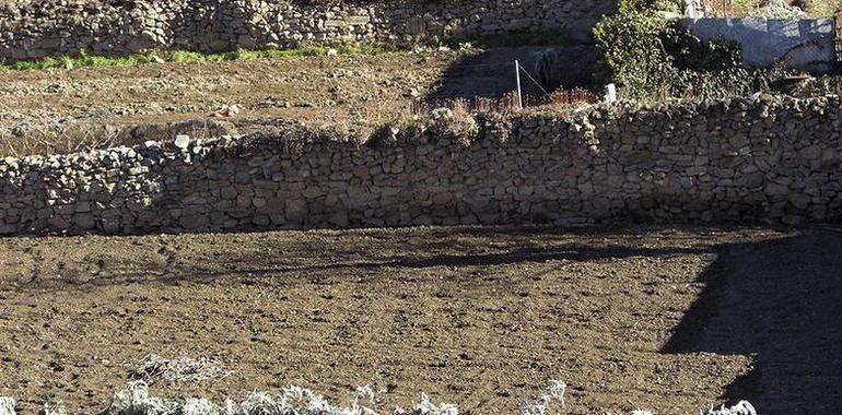 Cultivo a gran escala del cardo para la producción de biomasa