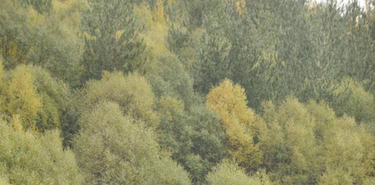 Se licita en 88.000 € un aprovechamiento maderable de eucaliptos y pinos en Sierra Plana de La Borbolla