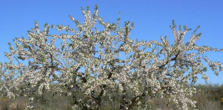 Buscan árboles más adaptados que den mejores producciones de almendra 