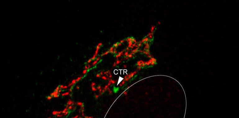 La ubicación del aparato de Golgi en la célula es vital para el organismo 