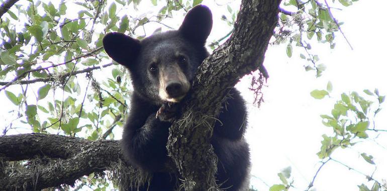 Estudia Semarnat comportamiento del oso negro en la zona Norte del país
