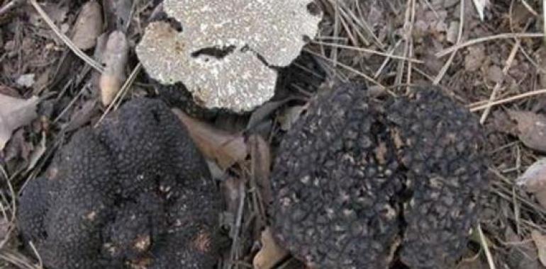 Una nueva técnica con rizobacterias favorece el cultivo de la trufa negra