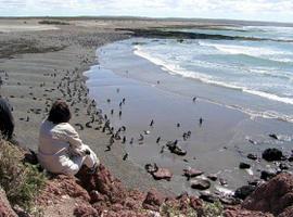 Califican como "única" la biodiversidad de la costa patagónica