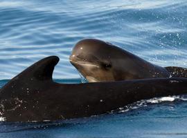 Las ballenas piloto nadan sincronizadas cuando sienten peligro