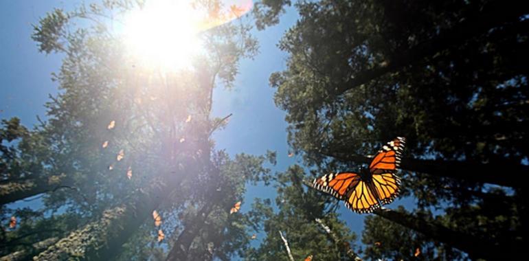 Comienza la temporada de visita a los Santuarios de la Mariposa Monarca