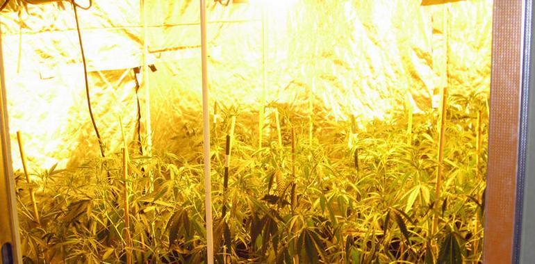la Ertzaintza descubre una plantación ilegal de marihuana en un pabellón