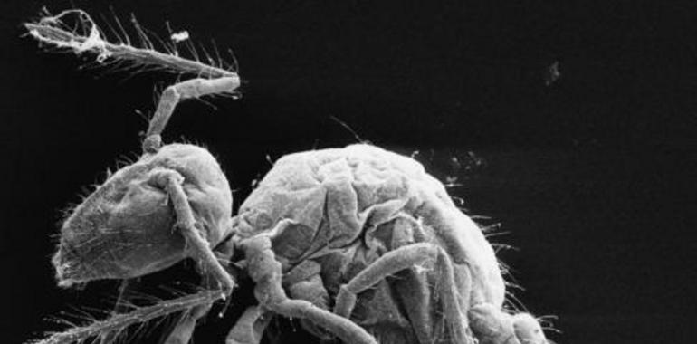 Hallan tres nuevas especies de artrópodos en las cuevas del Maestrazgo 