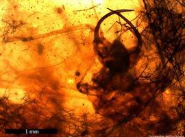 Una larva con 'síndrome de Diógenes' de hace 110 millones de años