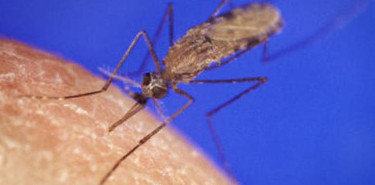 El mosquito de la malaria sirve de modelo para un nuevo fármaco anticoagulante