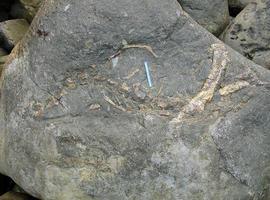 Todo listo para la extracción de los dinosaurios de Quintueles y Colunga