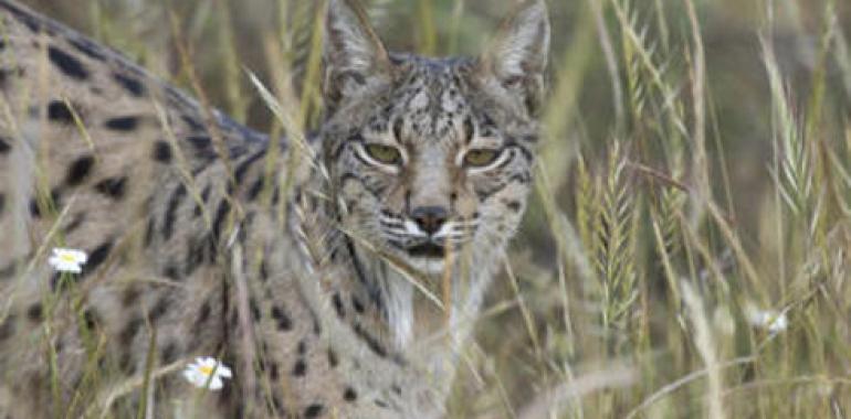 El lince ibérico posee un metabolismo híbrido de carnívoro y herbívoro 