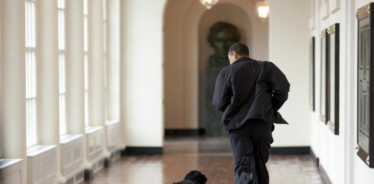 Bo, el can de los Obama, da su visto bueno a la decoración navideña de la Casa Blanca (VIDEO)
