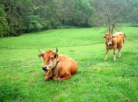 FORO plantea la reforma estructural del sector de la carne de vacuno en el Principado 